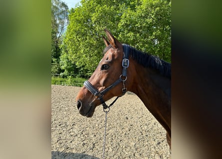 Oldenburg, Mare, 15 years, 15,3 hh, Bay-Dark