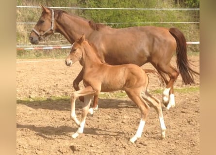 Oldenburg, Mare, 15 years, 16.1 hh, Chestnut-Red