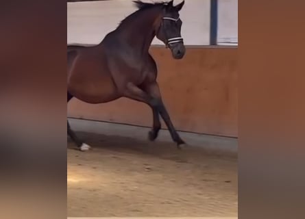 Oldenburg, Mare, 15 years, 16.2 hh, Brown