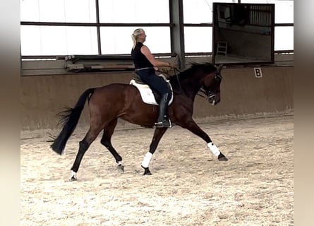 Oldenburg, Mare, 15 years, 16,2 hh, Brown