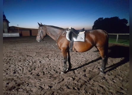 Oldenburg, Mare, 15 years, 16.3 hh, Brown