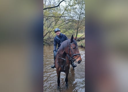 Oldenburg, Mare, 15 years, 16.3 hh, Brown