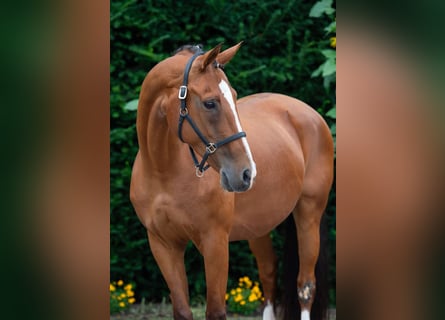 Oldenburger, Stute, 15 Jahre, 16 hh, Brauner