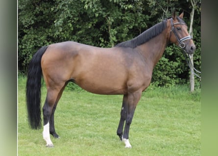 Oldenburg, Mare, 15 years, 16,1 hh, Bay-Dark