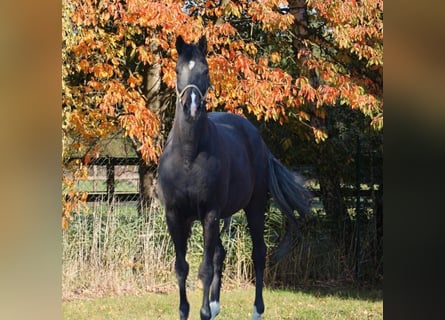 Oldenburg, Mare, 15 years, 16,1 hh, Black