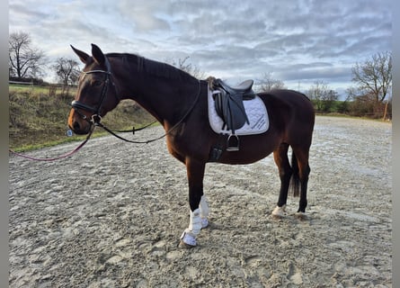 Oldenburg, Mare, 15 years, 16,2 hh, Brown