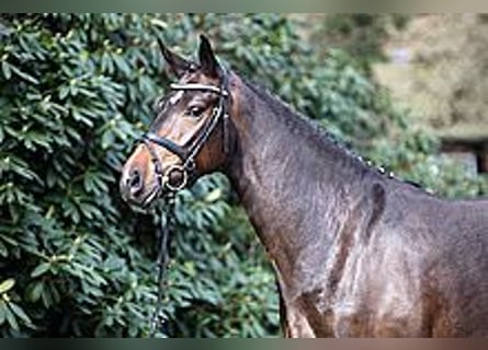 Oldenburg, Mare, 16 years, 16,1 hh, Bay-Dark