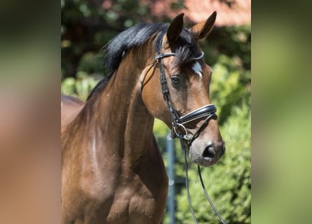 Oldenburg, Mare, 16 years, 16.1 hh, Brown