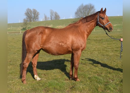 Oldenburg, Mare, 17 years, 16 hh, Chestnut-Red