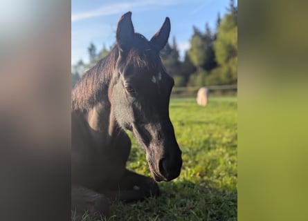 Oldenburg, Mare, 17 years, 16,1 hh, Black