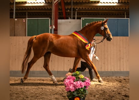 Oldenburg, Mare, 17 years, 16,2 hh, Chestnut-Red