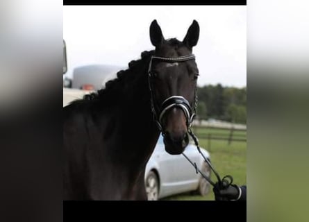 Oldenburg, Mare, 18 years, 16,2 hh, Bay-Dark