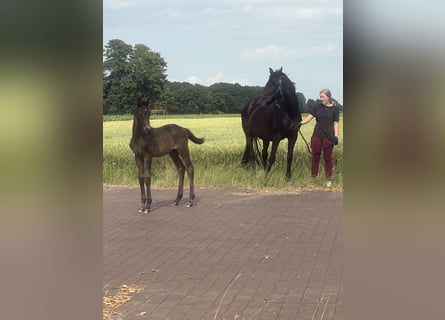 Oldenburg, Mare, 19 years, 16,2 hh, Black