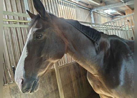 Oldenburg, Mare, 19 years, 16,2 hh, Brown