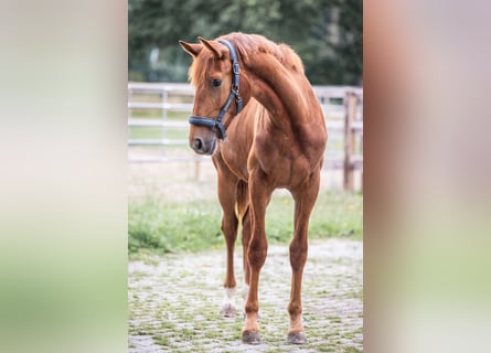 Oldenburg, Mare, 1 year, 15 hh, Chestnut-Red