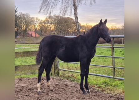 Oldenburg, Mare, 1 year, 16.1 hh, Bay-Dark