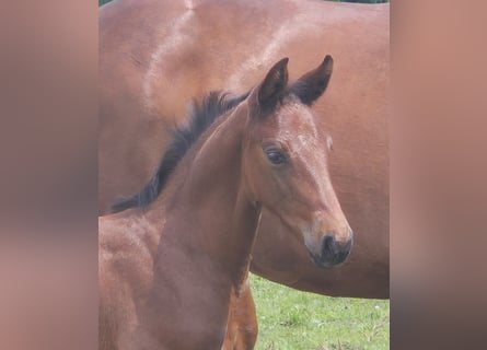 Oldenburg, Mare, 1 year, 16,1 hh, Brown