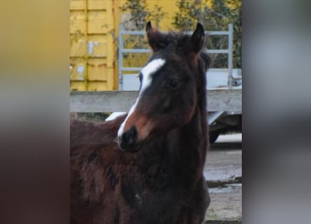 Oldenburg, Mare, 1 year, 16,1 hh, Brown