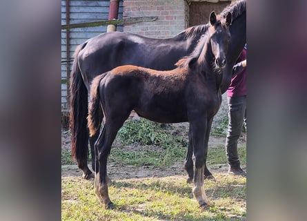 Oldenburg, Mare, 1 year, 16,2 hh, Black