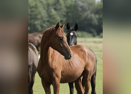 Oldenburg, Mare, 1 year, 16,2 hh, Chestnut-Red