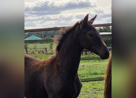 Oldenburg, Mare, 1 year, 16,2 hh