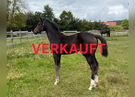 Oldenburg, Mare, 1 year, 16.2 hh