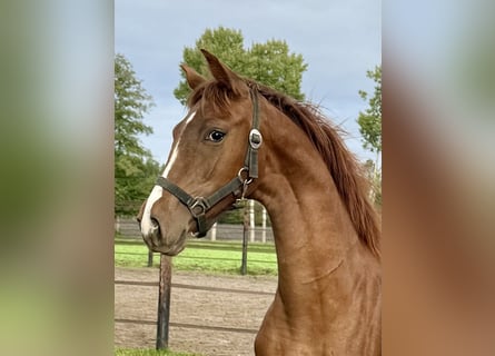 Oldenburg, Mare, 1 year, 16.3 hh, Chestnut-Red