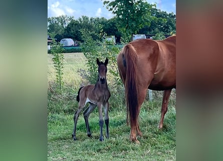 Oldenburg, Mare, 1 year, 16,1 hh, Bay-Dark