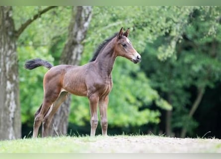 Oldenburg, Mare, 1 year, 16,1 hh, Brown