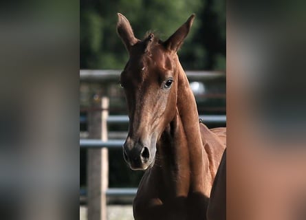 Oldenburg, Mare, 1 year, 16,1 hh, Chestnut-Red