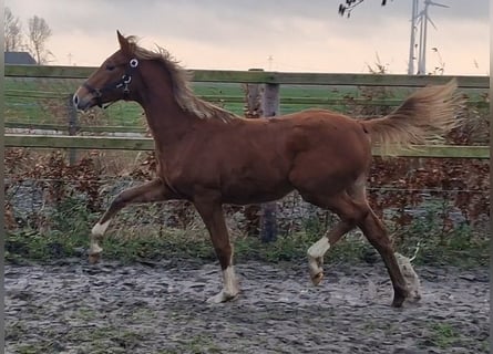 Oldenburg, Mare, 1 year, 16,1 hh