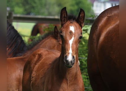 Oldenburg, Mare, 1 year, 16,2 hh, Bay-Dark