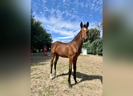 Oldenburg, Mare, 1 year, 16,2 hh, Brown