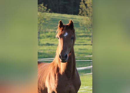 Oldenburg, Mare, 1 year, 16,2 hh, Chestnut-Red