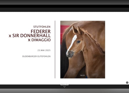 Oldenburg, Mare, 1 year, 16,3 hh, Brown