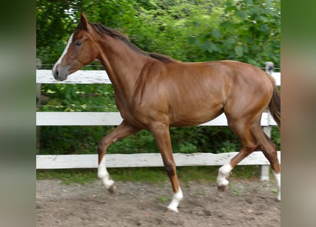 Oldenburg, Mare, 1 year, 16,3 hh, Chestnut