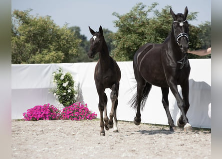 Oldenburg, Mare, 1 year, 17 hh, Black