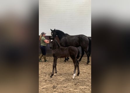 Oldenburg, Mare, 1 year, 17 hh, Black