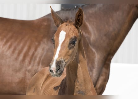 Oldenburg, Mare, 1 year, 17 hh, Chestnut