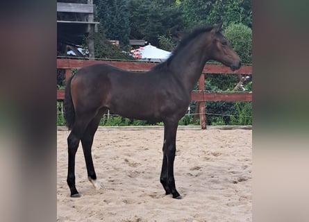 Oldenburg, Mare, 1 year, Bay-Dark