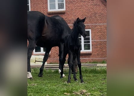 Oldenburg, Mare, 1 year, Black