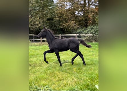 Oldenburg, Mare, 1 year, Black