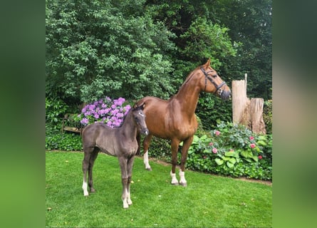 Oldenburg, Mare, 1 year, Brown