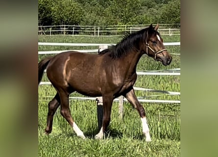 Oldenburg, Mare, 1 year, Chestnut