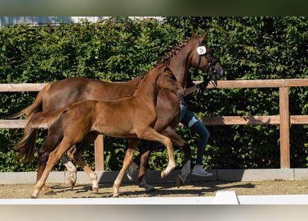 Oldenburg, Mare, 1 year, Chestnut