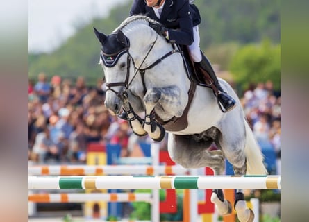 Oldenburg, Mare, 1 year