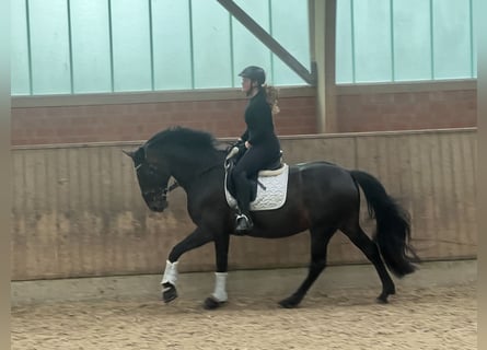 Oldenburg, Mare, 20 years, 16,1 hh, Smoky-Black