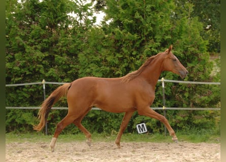 Oldenburg, Mare, 2 years, 15,3 hh, Chestnut-Red