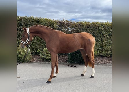 Oldenburg, Mare, 2 years, 15,2 hh, Chestnut-Red