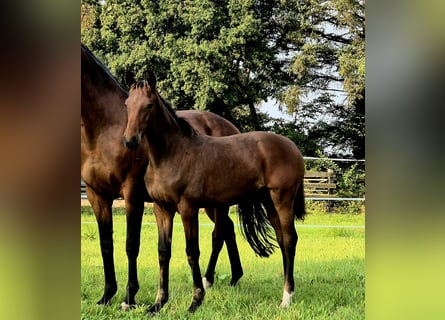 Oldenburg, Mare, 2 years, 16.1 hh, Brown